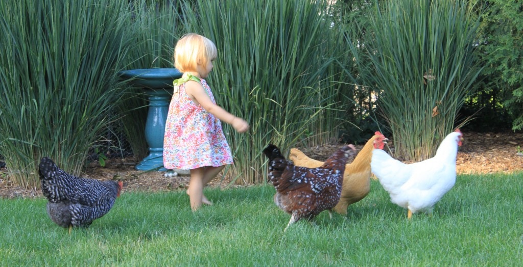 running with the chickens