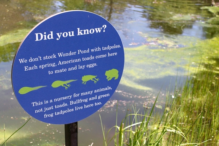morton arboretum tadpole sign
