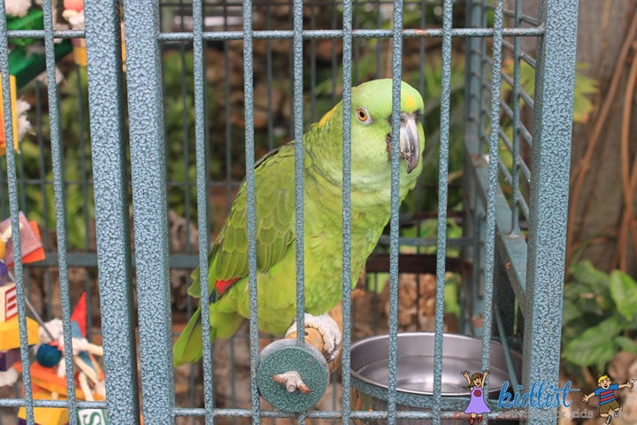 oak park conservatory talking parrot
