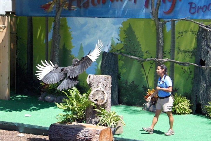 brookfield zoo festival of flight