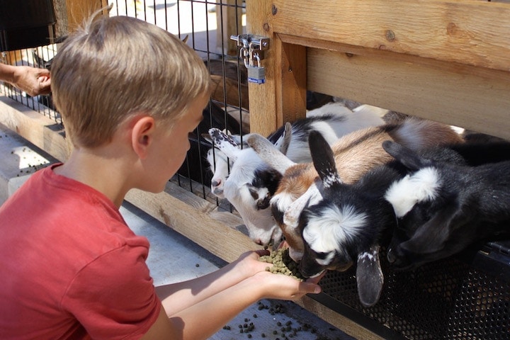 brookfield zoo wild encounters feeding goats