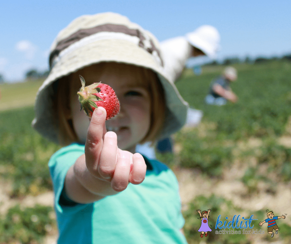 A little girl holds up a strawberry she's picked from the field.