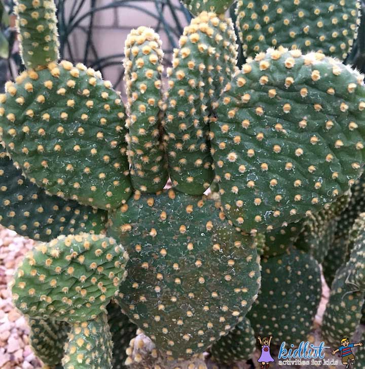 Doesn't this cactus look like Minnie Mouse? at Garfield Park Conservatory
