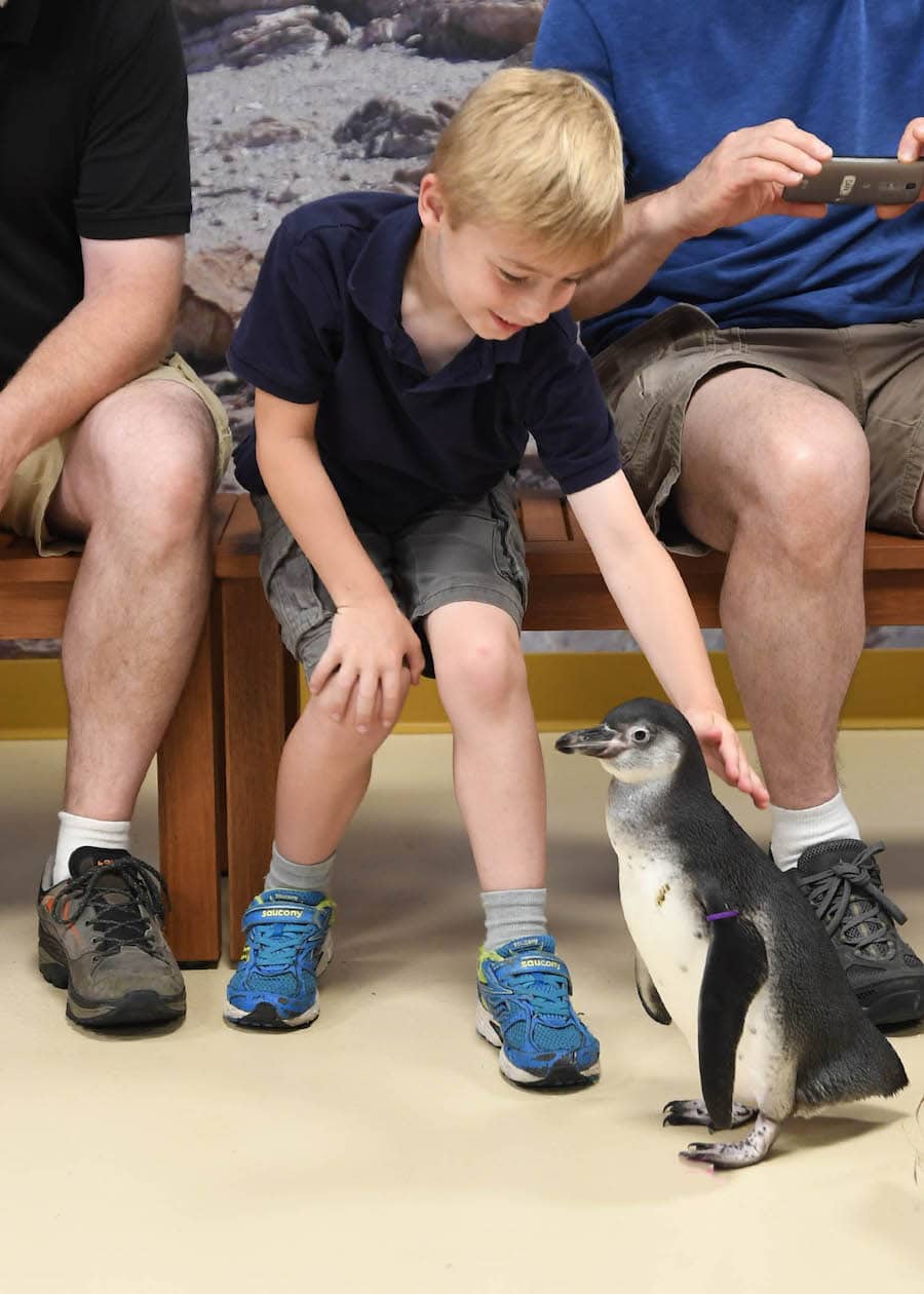 young boy petting a penguin at Brookfield Zoo