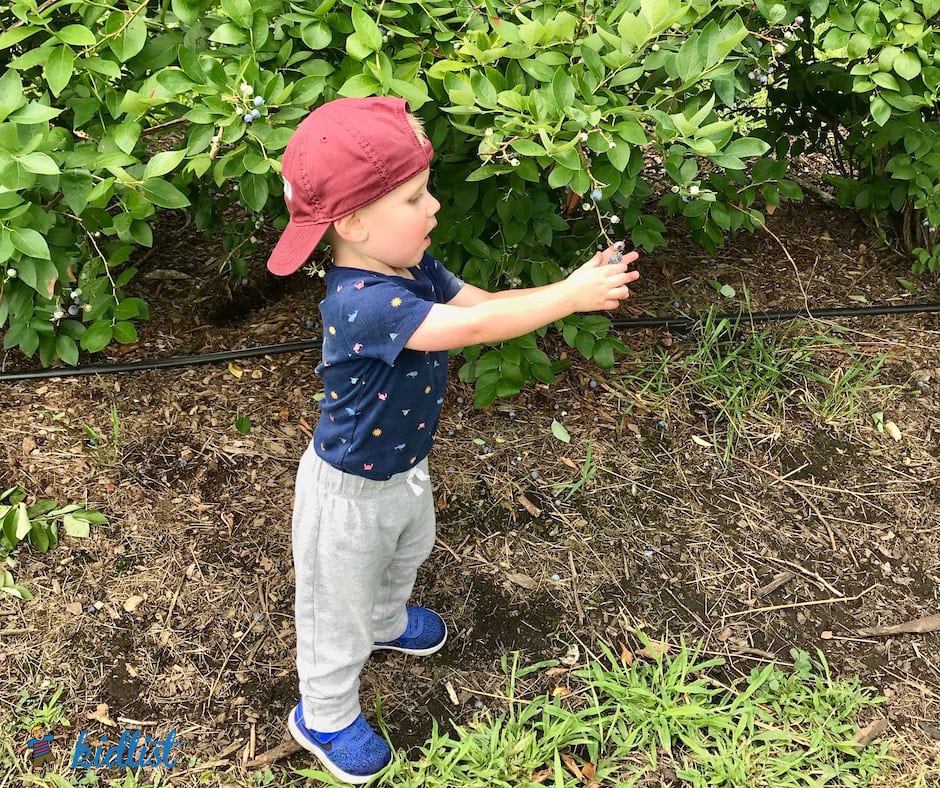A toddler holding berries in a field at a U-Pick blueberry field.
