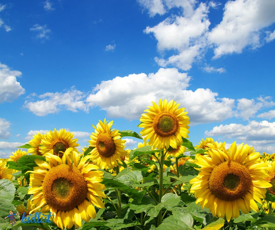 6 Sunflower Fields Near Chicago to Brighten Your Day