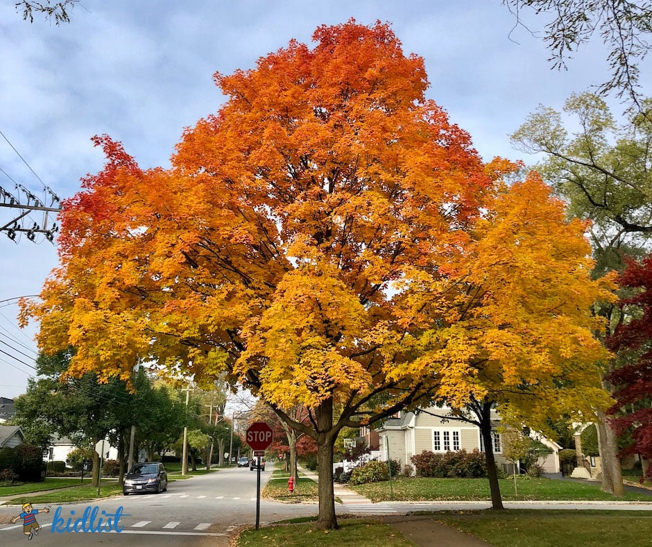 Gradient orange to yellow leaves on a tree in a suburban neighborhood, showing off fall colors in Illinois
