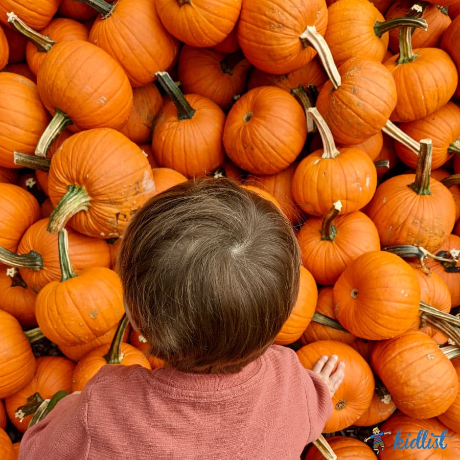 Most of the frame is filled with small pumpkins, with the back of a small child's head visible as he searches for the right one.