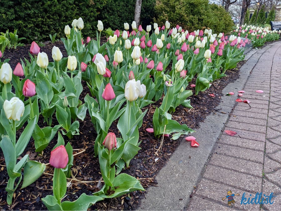 10 Best Places to Enjoy Tulips Near Chicago Tulip Festivals and More