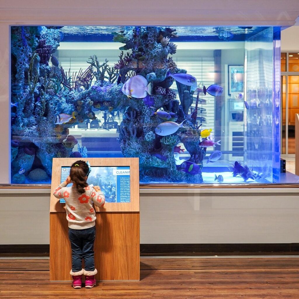 small child looking at the large fish tank at Abt Electronics, showcases one of our easy outings