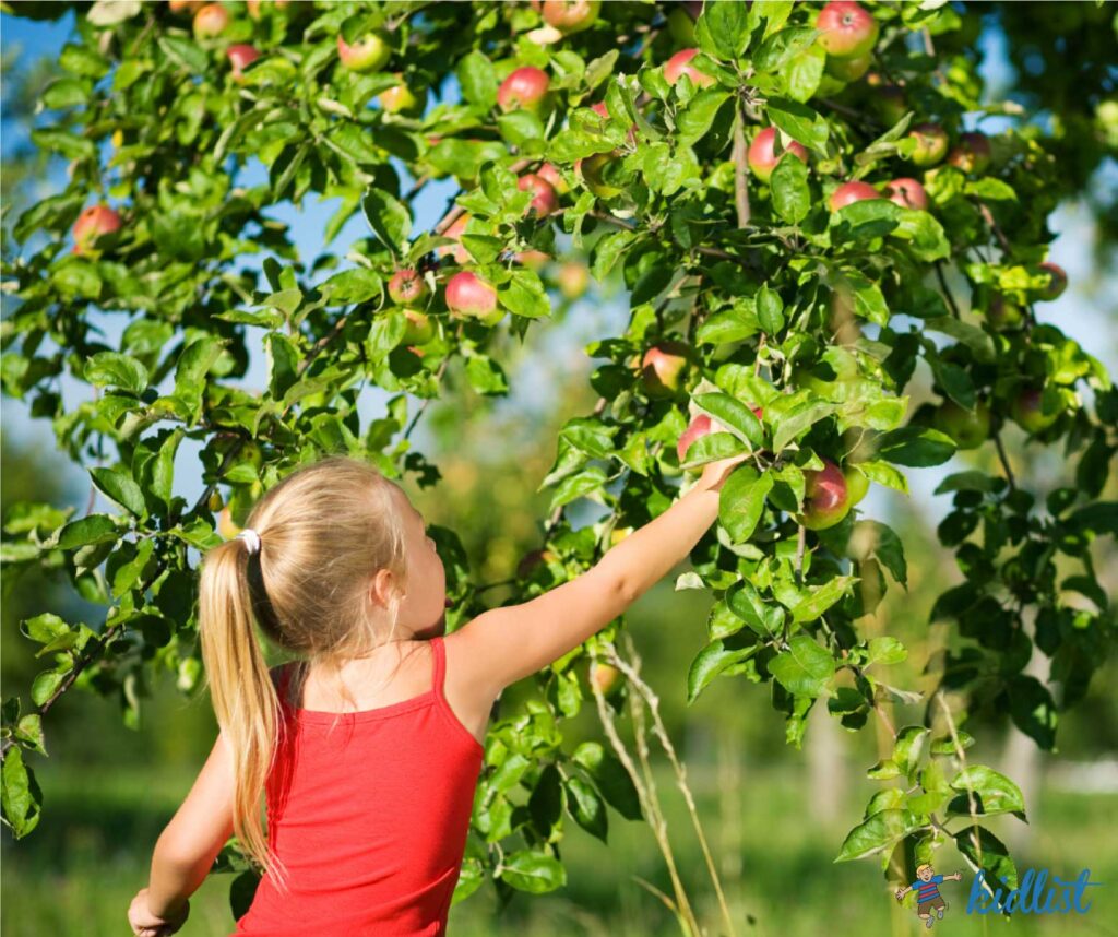 girl on picking apples at an apple orchard