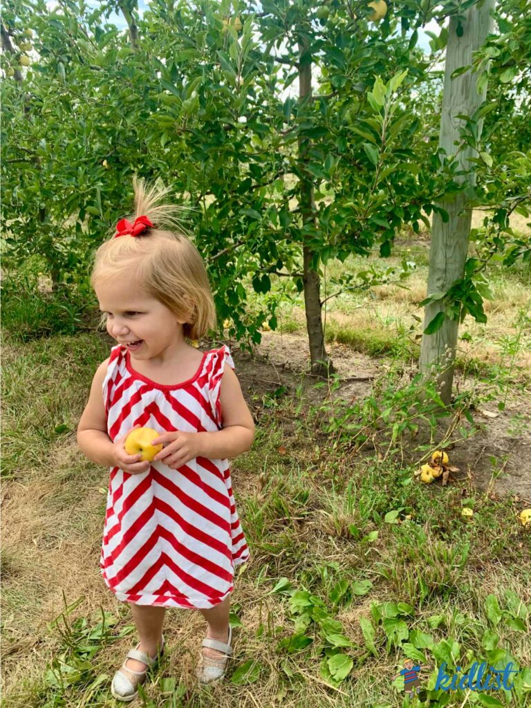 girl sampling an apple during apple picking with her family