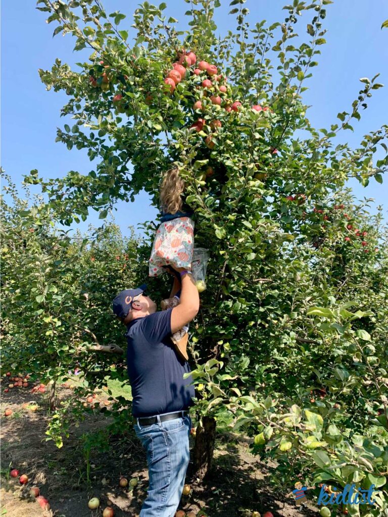 dad hoisting his daughter up in the apple tree so she can reach some ripe apples to pick