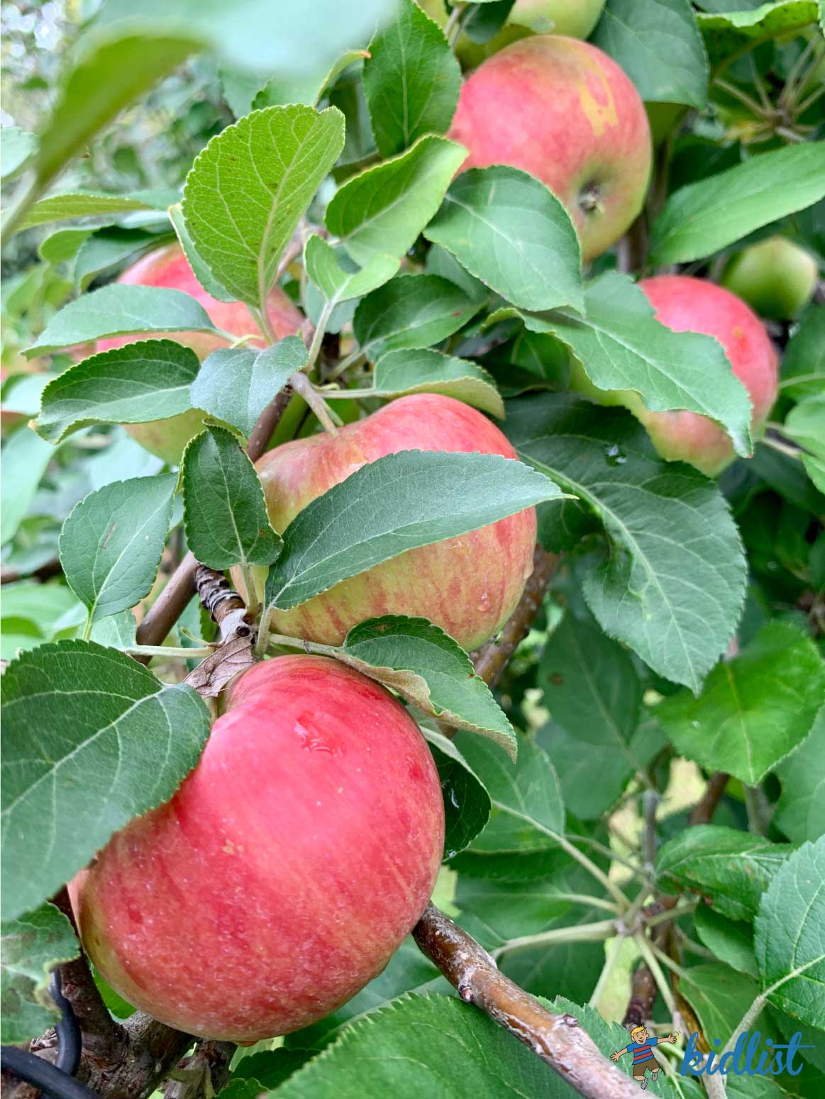 2024 Apple Picking Near Chicago Map, Prices, and Features