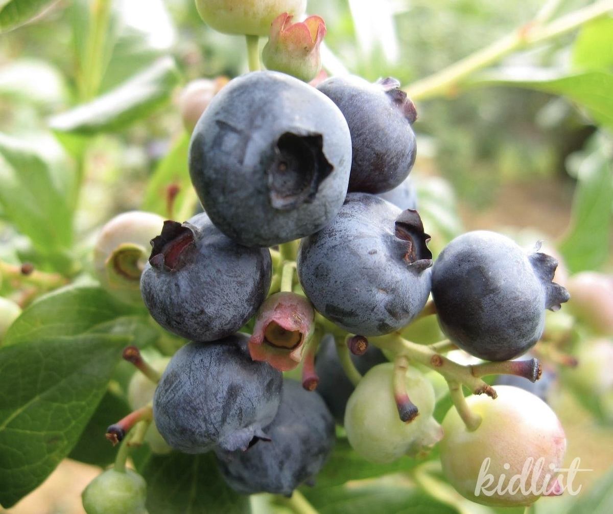 Blueberry picking near Chicago