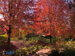 Trees with red leaves, showcasing beautiful fall colors