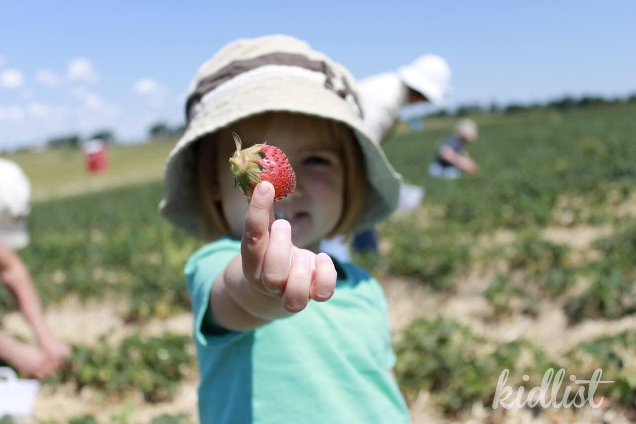 Strawberry picking near Chicago
