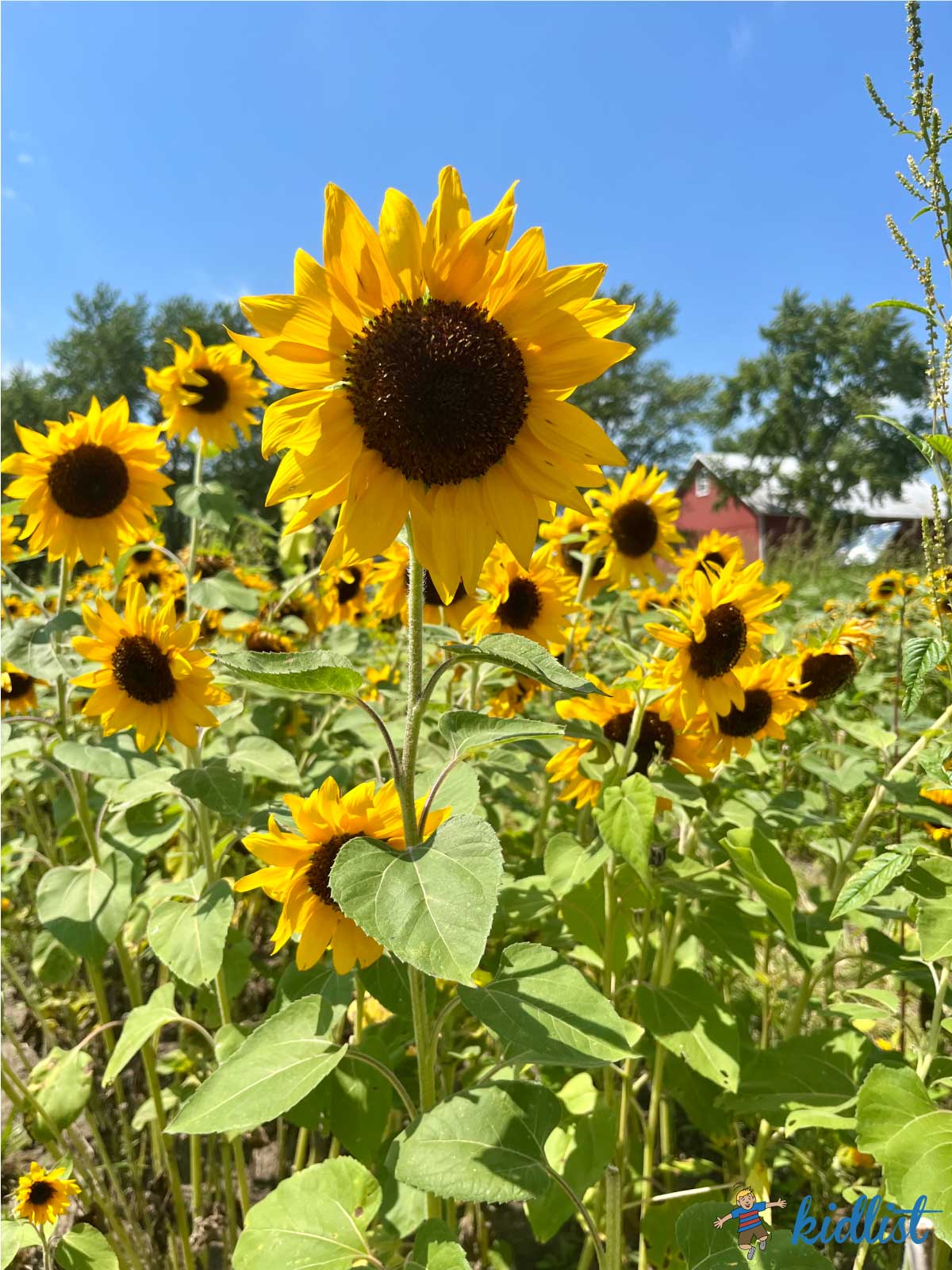 close up of sunflowers at The Wildflower Farm