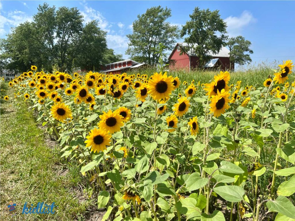 A sunflower field with a red barn in the background at The Wildflower Farm