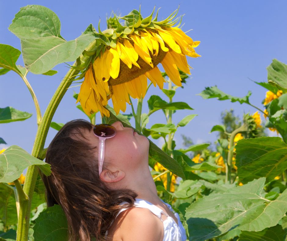 A little girl in sunglasses stands right beneath a large sunflower that towers over her, with her face tilted up to look at it.