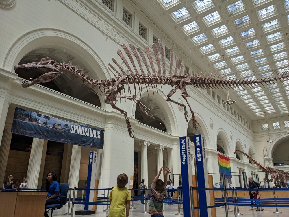 Spinosaurus skeleton cast hanging high in the Field Museum's main hall.