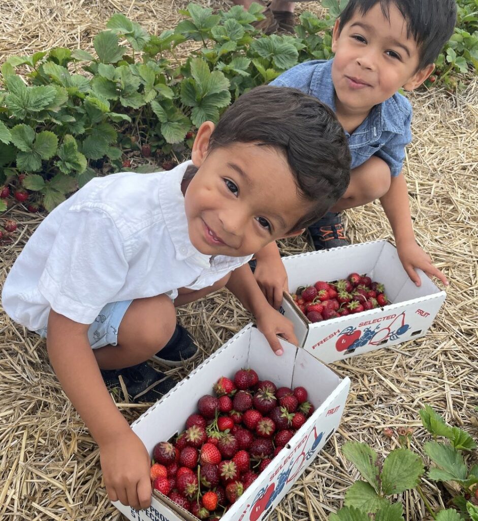 Kids with boxes full of freshly picked strawberries in the field.
