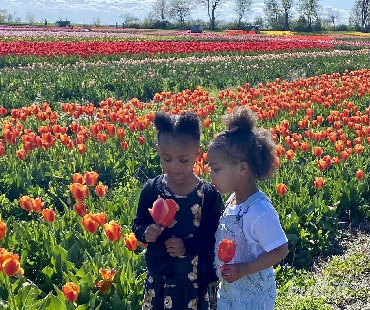 Tulip Fields Near Chicago