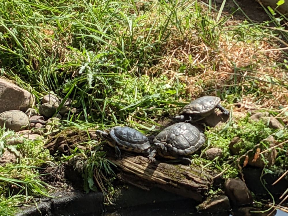 Turtles on a log.